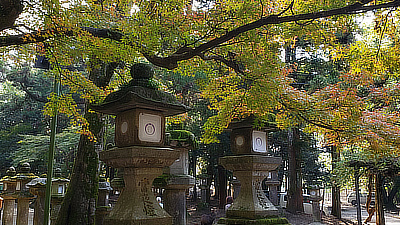 Stone lanterns below a tree branch.