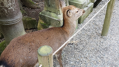 A deer waiting for snacks along the walkways in Deer Park, Nara, Japan.