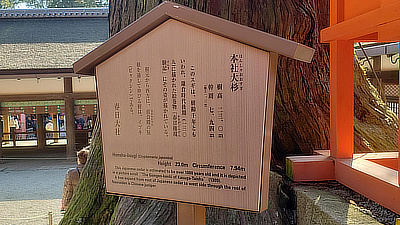 A sign providing information about the cedar tree in the shrine's courtyard.