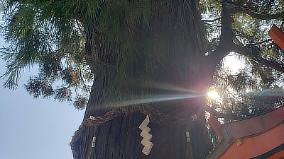 An upwards view of the cedar tree in the courtyard.