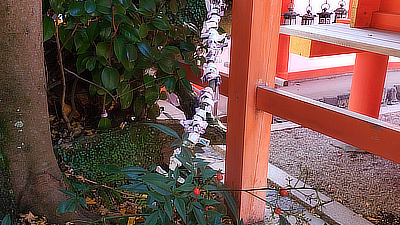 Berries and part of a shrine fence.