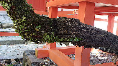 Leaves growing on a tree in one area of the shrine.