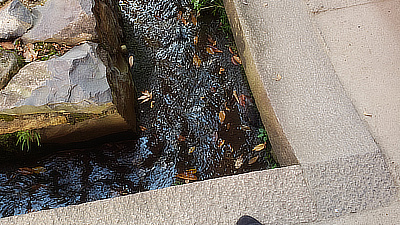 Leaves in a small gulley in the shrine courtyard.