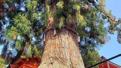 An up-shot of the cedar tree in the main courtyard.