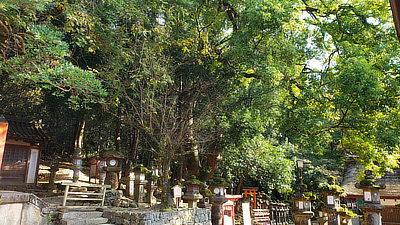 Stone lanterns line walkways behind a shrine in Deer Park.