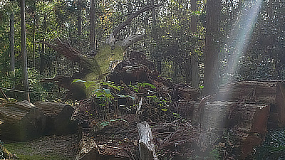 A fallen tree, covered in moss and new growth.