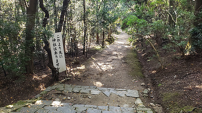 A path through one of the quieter parts of the forest in Deer Park.