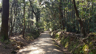 A pathway through the forest in Deer Park, Nara.