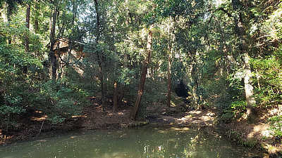 The back of a house, with a pond and trees, in Deer Park.