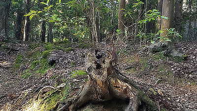 A tree stump that also looked like some kind of curious goblin.