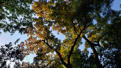 Fall trees catching early sunset light.