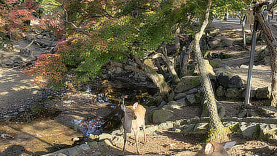 Deer near a stream in Deer Park, Nara.