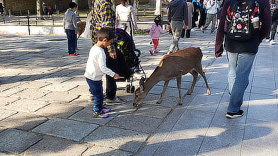 A child feeds a deer in Deer Park, Nara.