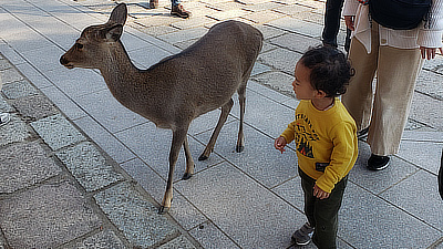 A child carefully says hello to a deer. 