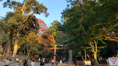 A large, red gate in the forests of Deer Park.