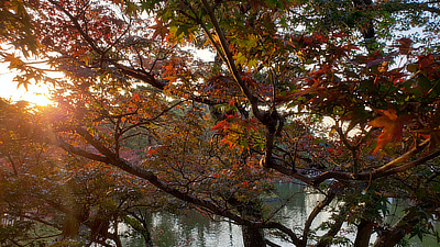 Fall leaves lit by setting sunlight.