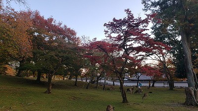 Deer in the park being fed by visitors.