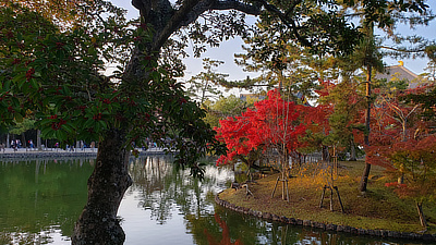 A bright red tree on a small island near Todaiji.