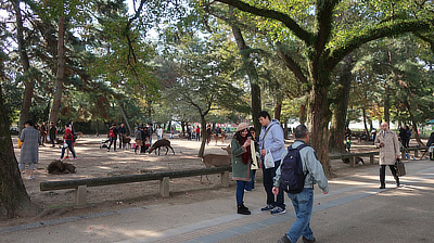 Deer and people together in the park in Nara, Japan.