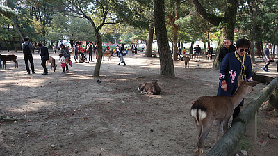 A woman feeding a deer in the park in Nara.