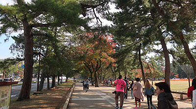 A walkway along the edge of Deer Park in Nara.