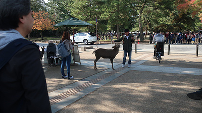 A man feeds a deer at the park.