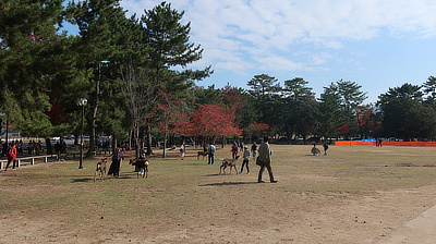 People feeding deer in the park in Nara.