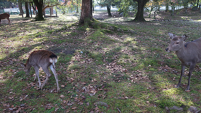 Two wild deer in a park. 