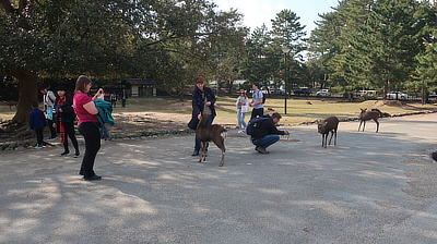 People feeding and taking pictures with deer.