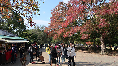 A deer and people near a food stall along a walkway in the Deer Park.