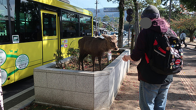 John feeds an enterprising deer who put himself in the way of people walking by.