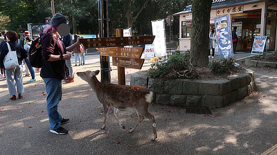 A deer steps forward to see if food is available. 