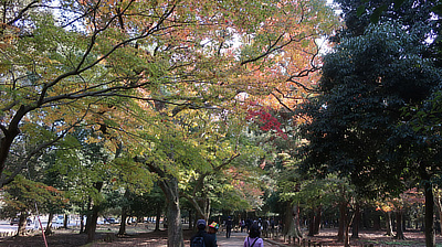 A patch of bright red leaves on a tree above a walkway in Deer Park.