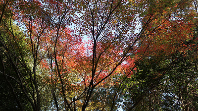 Bright fall leaves against an afternoon sky.