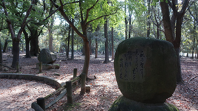 A view into the woods of deer park.