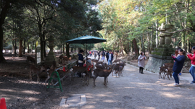 A deer food stall along the side of one of the park's trails.