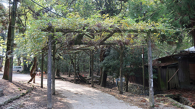 A wooden trellis over a park path.