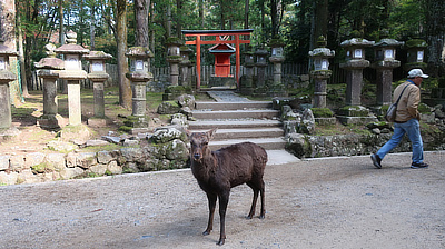 A deer poses in front of a red gate.