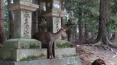 A deer on top of a small stone shrine. 