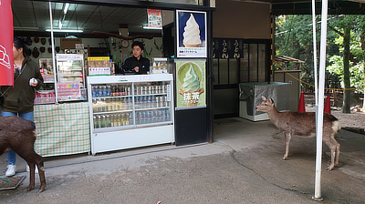 A deer considers what flavor of soft serve it wants.