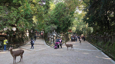 A split in the park's walkways, leading to different areas.