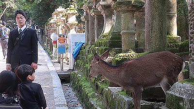 A deer and a small kid looking at each other.