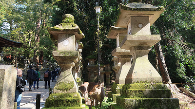 Deer standing between two rows of stone lanterns.