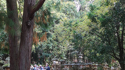 Stone lanterns line a stairway in the forest.