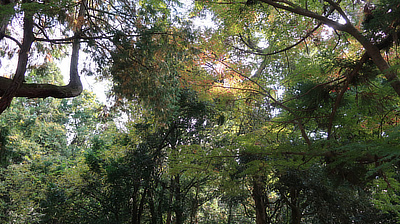 A canopy of trees in Nara's Deer Park.