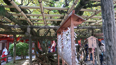 A tree grown into a lattice bamboo structure in a shrine courtyard.