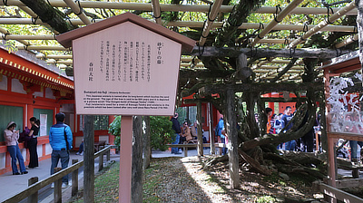 A sign giving information about the Japanese wisteria growing in the shrine courtyard.