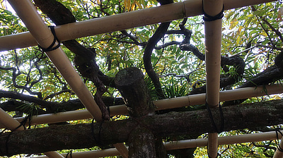 A close-up of the wisteria.