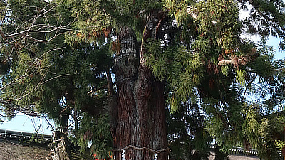 Large tree in the interior of the Kasuga-taisha shrine.