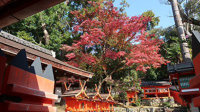 A bright red tree in one of the shrine's courtyards.